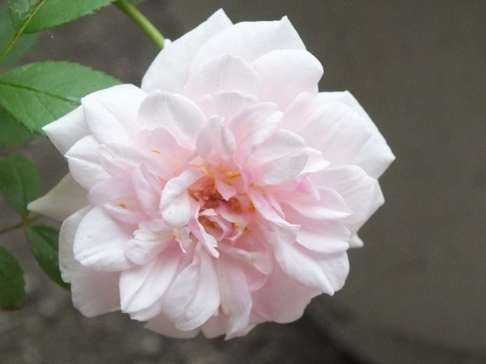  photo cecilebrunner_zpse101d99c.jpg